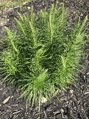 Sphenopholis obtusata