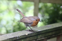 Erithacus rubecula