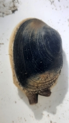 Ruditapes decussatus