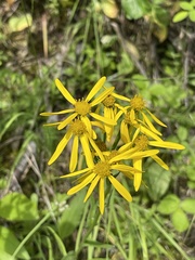 Senecio lugens