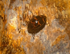 Episcaphula tamburinea