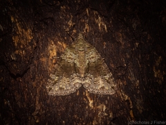 Polyclysta hypogrammata