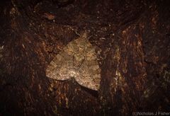 Polyclysta hypogrammata