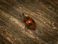 Stenotarsus bimaculipennis