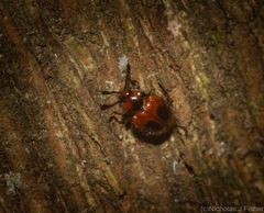 Stenotarsus bimaculipennis