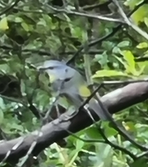 Eopsaltria australis