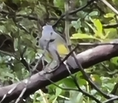 Eopsaltria australis