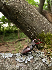 Lucanus cervus cervus