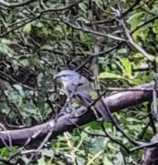 Eopsaltria australis