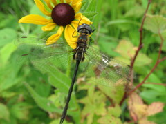 Somatochlora franklini
