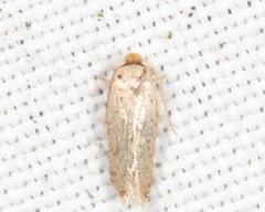 Zimmermannia obrutella