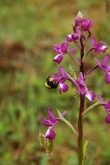 Anacamptis laxiflora