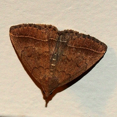 Zanclognatha jacchusalis