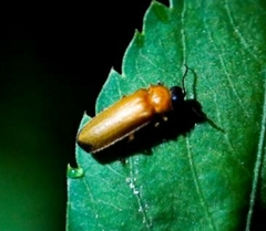 Pteroptyx maipo