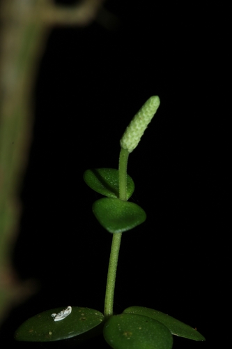 Peperomia tetraphylla image