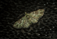 Calluga costalis
