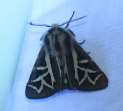 Apantesis williamsii