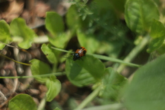 Cryptocephalus bipunctatus