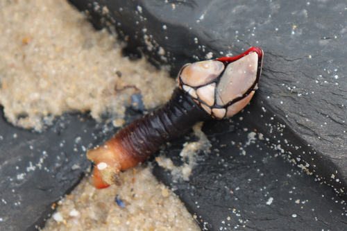 Goose barnacle, photo 6 of 10