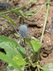 Eryngium prostratum