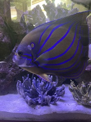 Pomacanthus annularis