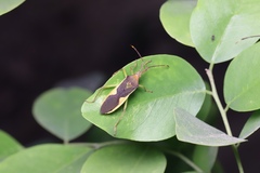 Homoeocerus walkerianus