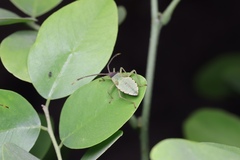 Homoeocerus walkerianus