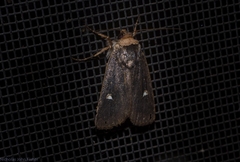 Proteuxoa testaceicollis