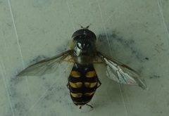 Lapposyrphus lapponicus