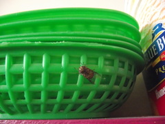 Copestylum isabellina