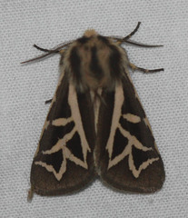 Apantesis williamsii