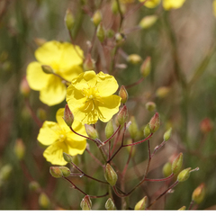 Crocanthemum scoparium