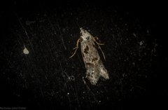 Oxythecta hieroglyphica