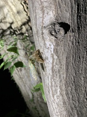 Leptosemia takanonis