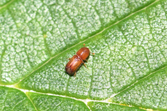 Orthotomicus laricis