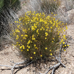 Crocanthemum scoparium