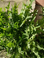 Lactuca serriola