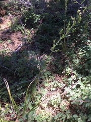 Toxicoscordion paniculatum