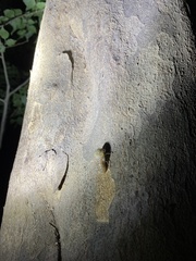 Leptosemia takanonis