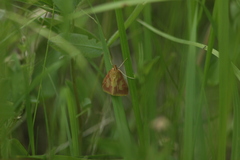 Ostrinia palustralis