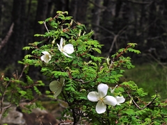 Rosa morrisonensis