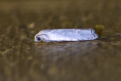 Hystrichophora vestaliana