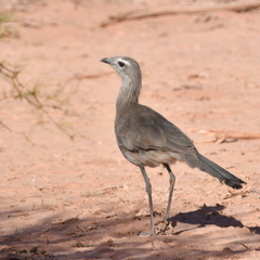 Chunga burmeisteri