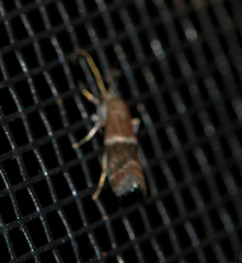 Moodna ostrinella