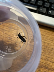 Reduvius personatus