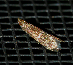 Moodna ostrinella