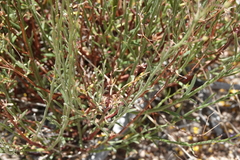 Crocanthemum scoparium