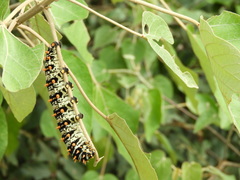 Rothschildia lutea
