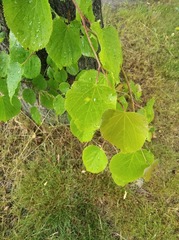 Tilia cordata