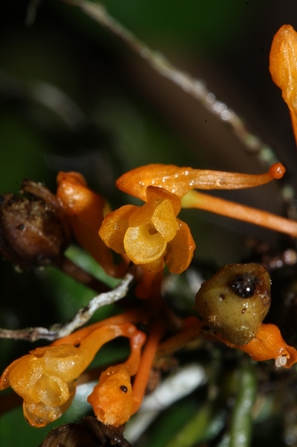 Microcoelia gilpiniae